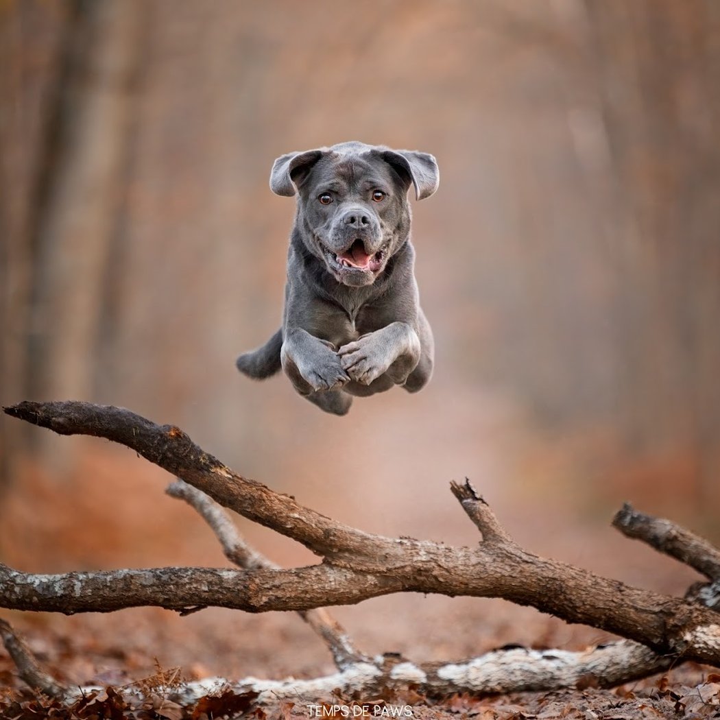 Temps de Paws 1
